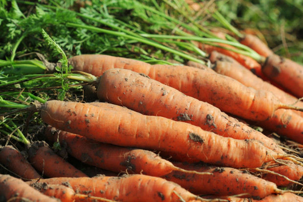 W wyniku kryzysu spowodowanego COVID-19 w Niemczech zaobserwowano wzrost popytu na marchew ekologiczną/fot.shutterstock.com Niemcy: Wysoki popyta na marchew ekologiczną
