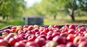 Lidl sprzedaje jabłka 'prosto z drzew' od sadowników w promocyjnej cenie
