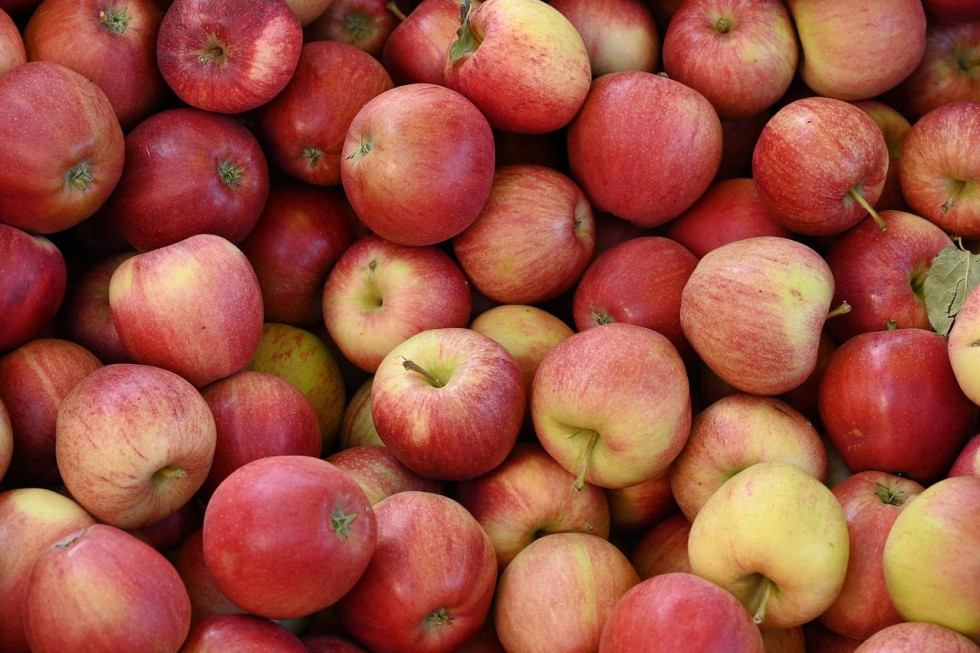 Serbia wkrótce ma ruszyć z eksportem jabłek do Indii