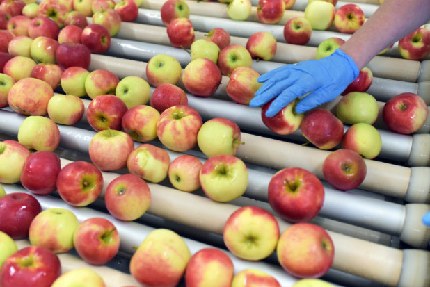Mazowsze: Jakie ceny jabłek na sortowanie?