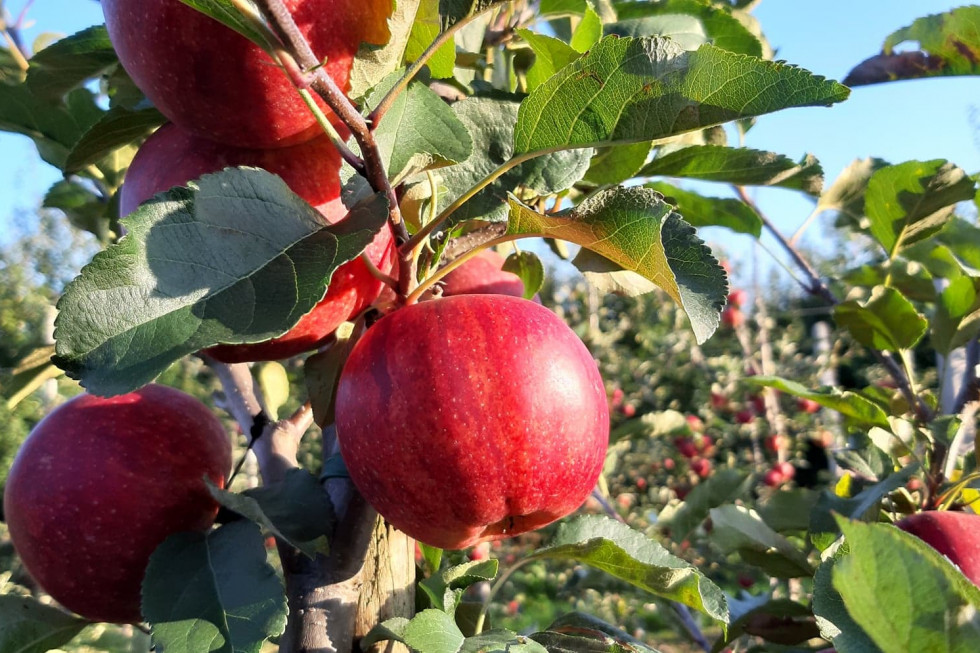 Jakimi odmianami jabłoni warto się zainteresować w tym sezonie?