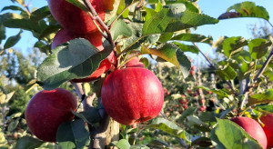 Jakimi odmianami jabłoni warto się zainteresować w tym sezonie?