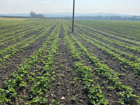 fot 11. Uprawy gruntowe truskawki z roku na rok stają się marginalną częścią produkcji ogrodniczej w Szwajcarii/ Doradca Jagodowy Truskawki po szwajcarsku – systemy uprawy, dobór odmian, główne problemy w ochronie (zdjęcia)