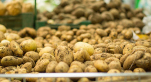 Stowarzyszenia Producentów Ziemniaków dążą do zmniejszenia areału upraw w UE