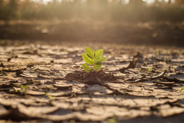 Już dzisiaj wiele niekorzystnych zjawisk klimatycznych destabilizuje rynki rolne./ fot.shutterstock.com Raport: Rolnictwo jest sektorem szczególnie narażonym na skutki zmiany klimatu