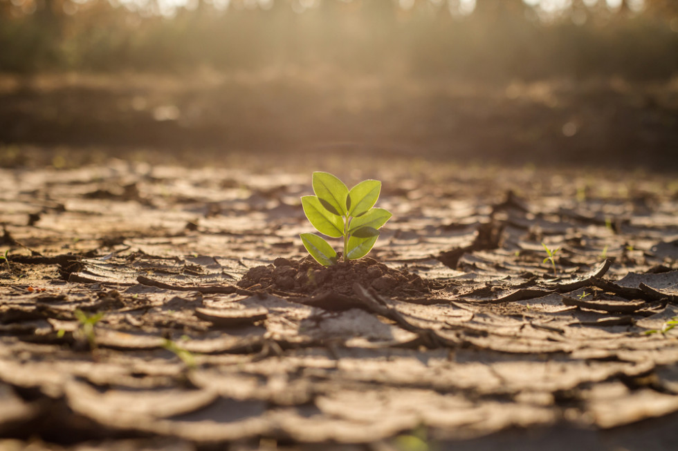 Raport: Rolnictwo jest sektorem szczególnie narażonym na skutki zmiany klimatu