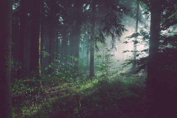 Leśnictwo przejdzie pod zarząd resortu rolnictwa; fot. unsplash.com Ministerstwo rolnictwa będzie mieć nową kompetencję - leśnictwo