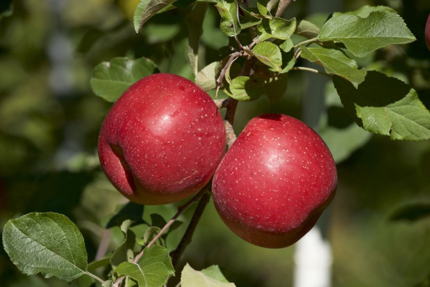 Fuji Royal – nowa odmiana jabłek dostępna dla producentów z RPA