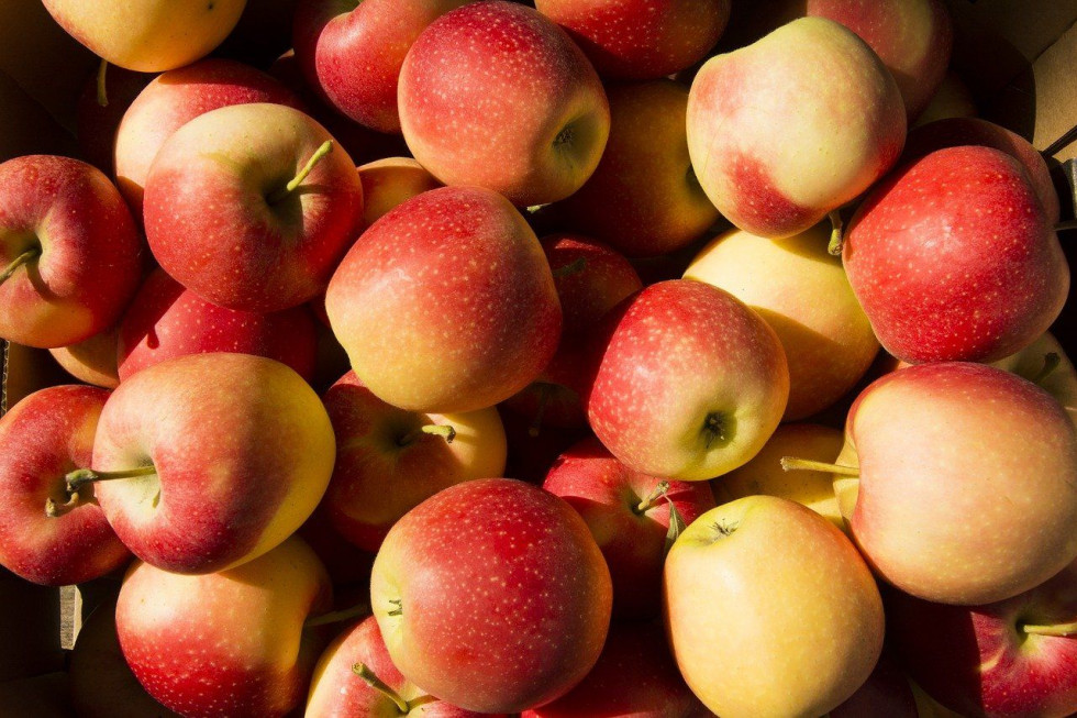 Węgry: Producenci jabłek spodziewają się w tym roku mniejszych zbiorów
