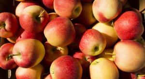 Węgry: Producenci jabłek spodziewają się w tym roku mniejszych zbiorów