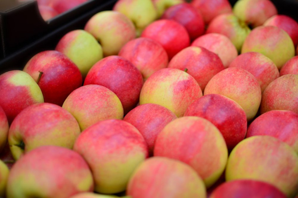 Argentyna dwukrotnie zwiększa eksport jabłek do Brazylii