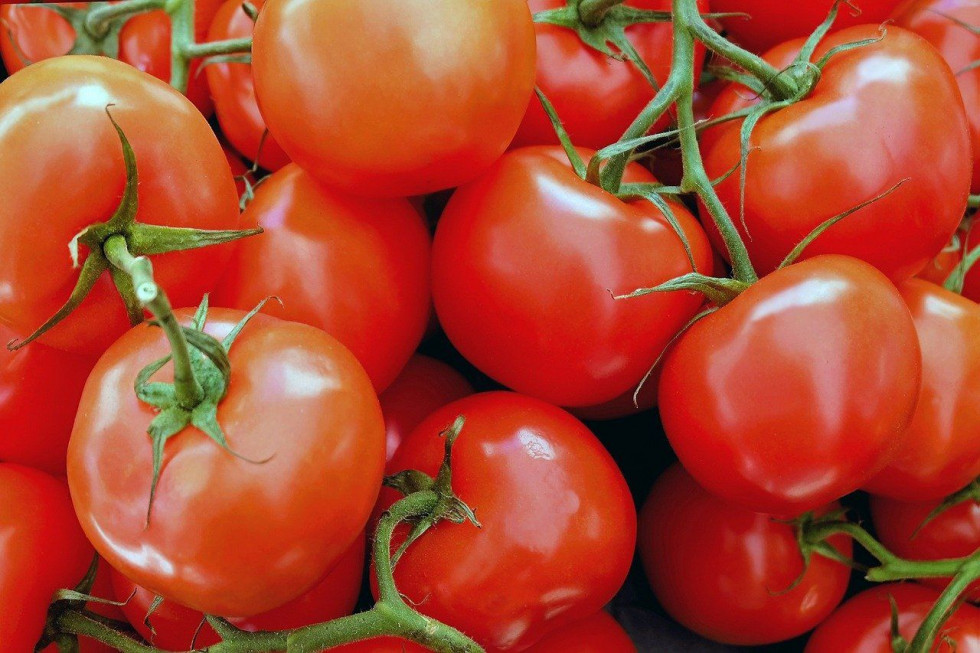 Rynek pomidorów w UE: spadek sprzedaży w Hiszpanii i Holandii, wzrost w Maroku