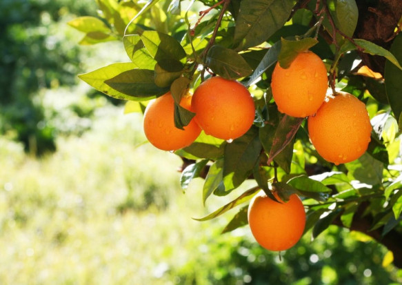 Produkcja marokańskich cytrusów w tym sezonie odnotowała wzrost o 77% / fot. shutterstock Maroko: Produkcja cytrusów wzrośnie do ponad 600 tys. ton
