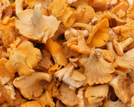Funkcjonariusze zatrzymali 53-latka, który złożył fałszywe zawiadomienie o przywłaszczeniu siedmiu ton kurek/ fot.shutterstock.com Mazowieckie: Importer nie zapłacił za 7 ton kurek z Ukrainy. Twierdził, że je skradziono