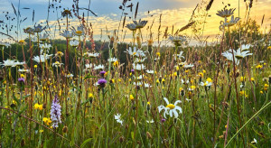 UE robi krok w kierunku zwiększenia bioróżnorodności i ochrony przyrody