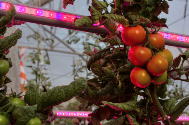 Niemcy: Zebrano pierwsze pomidory z największej szklarni z oświetleniem LED