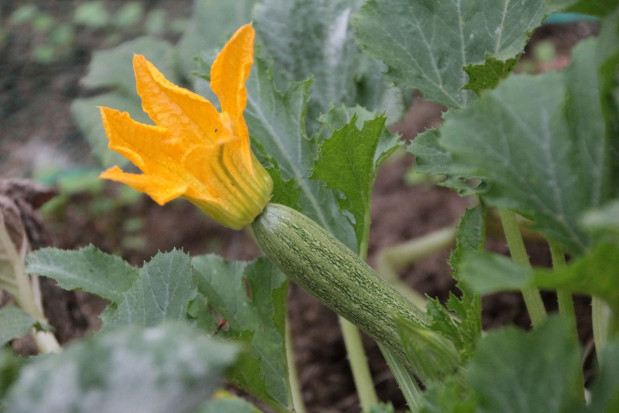 Wirus ToLCNDV został zidentyfikowany na liściach cukinii we Francji/ fot. pixabay Francja: Wirus ToLCNDV atakuje uprawy cukinii, ogórków i melonów