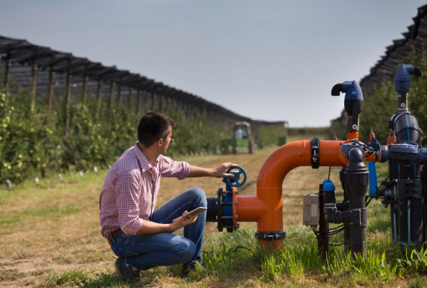 Susza - jeden z największych problemów polskich sadowników/ fot.shutterstock.com Susza - jeden z większych problemów polskich producentów jabłek