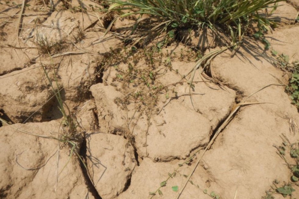 Państwowa pomoc w czasie suszy – na co mogą liczyć sadownicy?