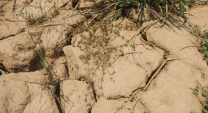 Państwowa pomoc w czasie suszy – na co mogą liczyć sadownicy?