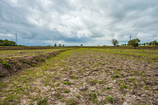 System opiera się głównie na tzw. klimatycznym bilansie wodnym dla danego miejsca/ fot.shutterstock.com Czym jest System Monitoringu Suszy Rolniczej IUNG?