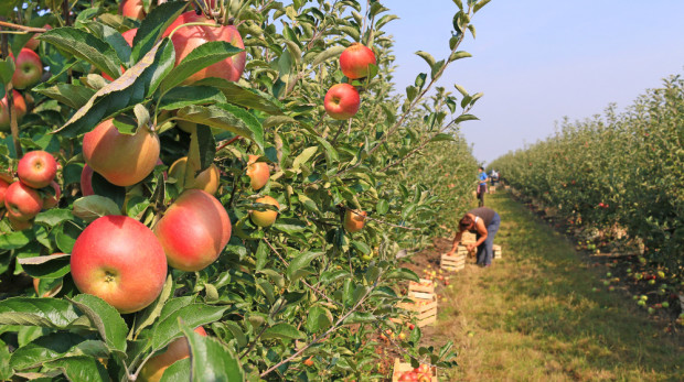 Farmerzy potrzebują zagranicznych pracowników sezonowych/ fot.shutterstock.com W. Brytania: Farmerzy potrzebują zagranicznych pracowników sezonowych
