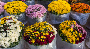 Bronisze: duży wybór kwiatów na groby, klientów mniej niż przed rokiem