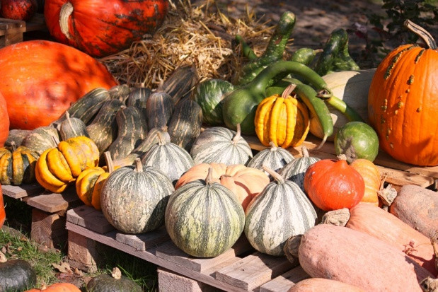 W zw. z Halloween na świecie marnuje się tysiące ton dyń/fot. shutterstock W zw. z Halloween na świecie marnuje się tysiące ton dyń