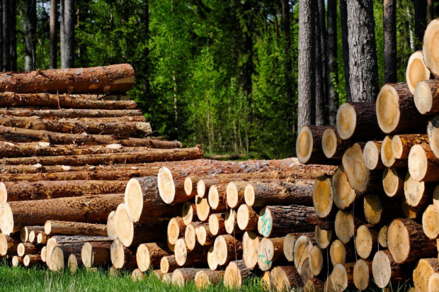 Do 22 października LP sprzedały ok. 30 mln m sześc. drewna, co stanowi nieco ponad 74 proc. rocznego planu/ fot. shutterstock Lasy Państwowe odrabiają tegoroczne straty spowodowane przez COVID-19