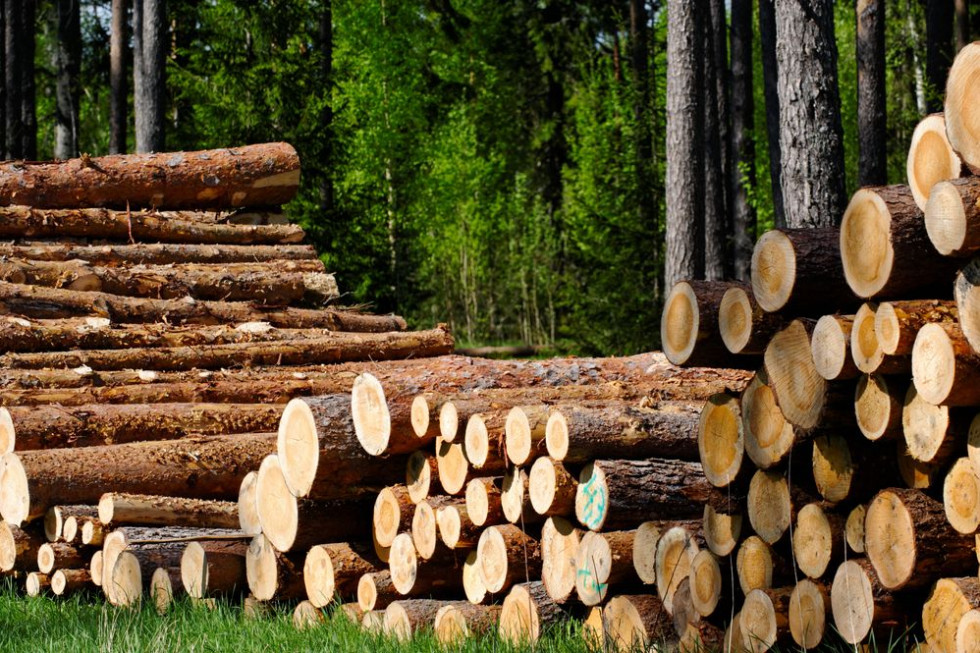 Do 22 października LP sprzedały ok. 30 mln m sześc. drewna, co stanowi nieco ponad 74 proc. rocznego planu/ fot. shutterstock Lasy Państwowe odrabiają tegoroczne straty spowodowane przez COVID-19