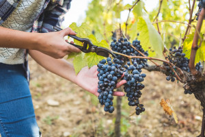 Świętokrzyskie: Deszcze latem i brak słońca wydłużyły zbiory winogron