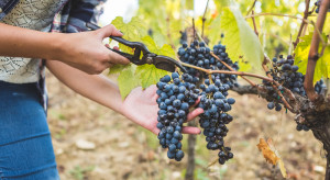Świętokrzyskie: Deszcze latem i brak słońca wydłużyły zbiory winogron