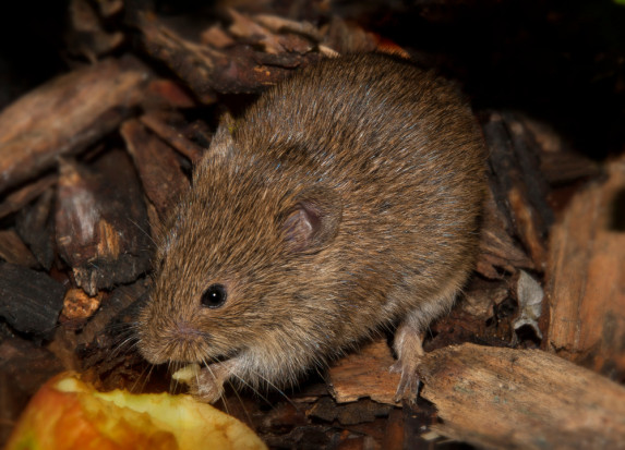 Nie ma możliwości ubezpieczenia szkód rolnych spowodowanych przez gryzonie/ fot. shutterstock.com MRiRW: Nie ma możliwości ubezpieczenia szkód rolnych spowodowanych przez gryzonie