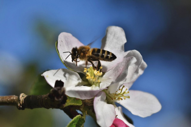 Pszczoła odwiedzająca kwiat jabłoni/ fot. pixabay Świętokrzyskie: Rozpoczęły się nasadzenia drzew i krzewów miododajnych