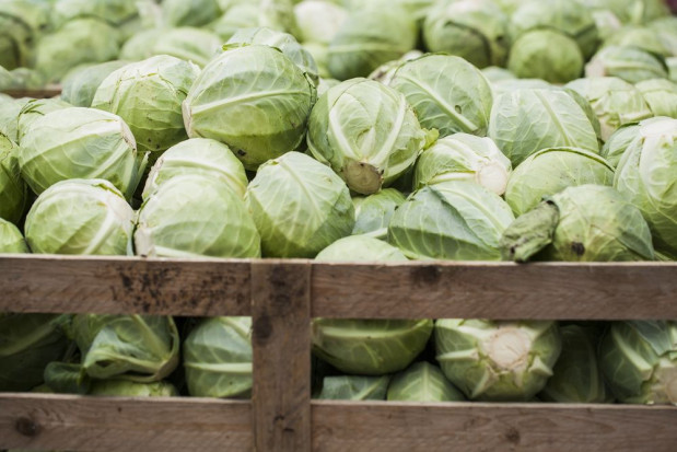 W tym roku jakość kapusty jest bardzo dobra/ Fot. shutterstock Rynek kapusty 2020: Obfite plony, niskie ceny