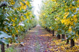 Jakie zabiegi wykonać jesienią po zbiorach jabłek?