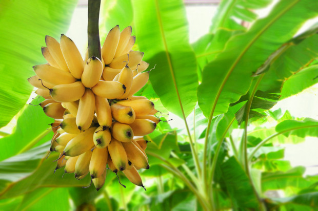 Oczekuje się, że do 2029 roku produkcja tych owoców wzrośnie o 10 milionów ton na całym świecie/ fot.shutterstock.com Do 2029 r światowa produkcja bananów może wzrosnąć o 10 mln ton