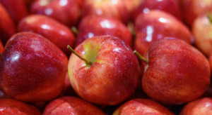 Serbskie jabłka klasy premium będą eksportowane do Indii