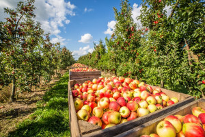 Sandomierz: Sadownicy zakończyli zbiór jabłek