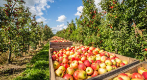 Sandomierz: Sadownicy zakończyli zbiór jabłek