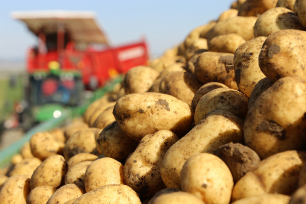 Copa-Cogeca: należy ograniczać powierzchnię upraw ziemniaków na przetwórstwo/fot. shutterstock.com Copa-Cogeca: należy ograniczać powierzchnię upraw ziemniaków na przetwórstwo