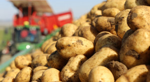 Copa-Cogeca: należy ograniczać powierzchnię upraw ziemniaków na przetwórstwo