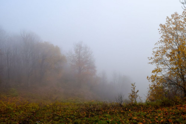 IMGW wydał ostrzeżenie pierwszego stopnia przed gęstymi mgłami w nocy z poniedziałku na wtorek/ fot. shutterstock IMGW: gęste mgły w 8 województwach