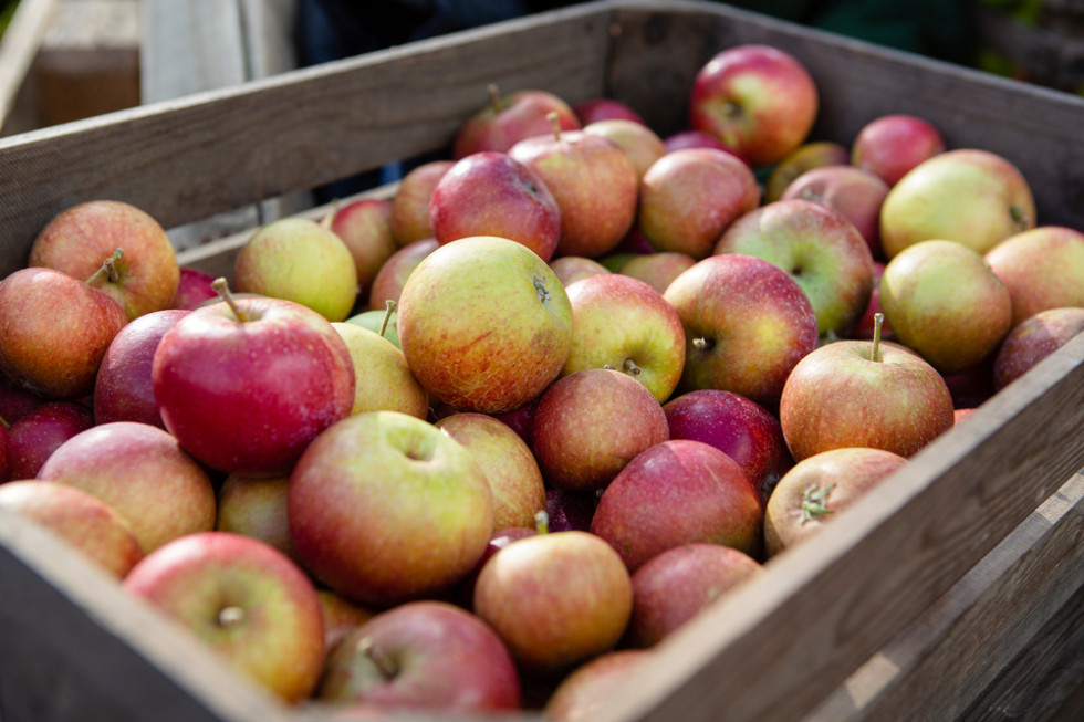 Rynek Bronisze: Duża dostępność jabłek ale ceny bardzo zróżnicowane