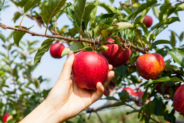 Związek Sadowników RP: Konieczne są badania rynkowe nt. opłacalności produkcji sadowniczej w Polsce/fot. shutterstock.com Związek Sadowników RP: Konieczne są badania rynkowe nt. opłacalności produkcji sadowniczej w Polsce