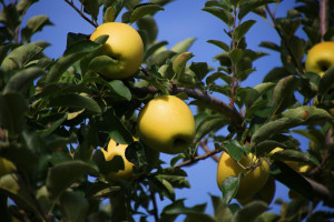 Japonia: Z sadu skradziono jabłka Złote Shinano. Straty wynoszą 45 tys. zł