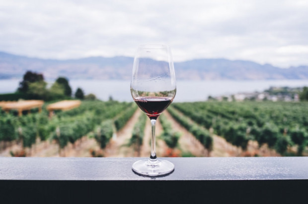 W najważniejszych krajach produkujących wino zebrano ok. 160 mln hektolitrów/ fot. unsplash Dobre zbiory winogron, ale kryzys COVID-19 rzuca cień na entuzjazm plantatorów