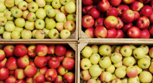 Rynek jabłek deserowych 2020: Zbiory, ceny i perspektywy
