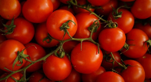 Maroko po raz pierwszy przewyższyło eksport pomidorów z Almerii