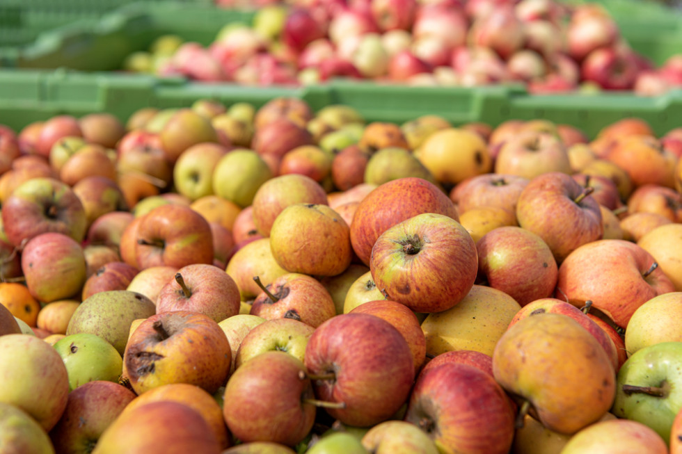 UOKIK sprawdzi, czy doszło do zmowy cenowej na rynku jabłek przemysłowych